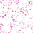 Repeatable sakura cherry blossom petals, studio photographed and isolated in back light on absolute white