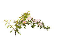 Branch With Flowers Of Rose Hips Isolated
