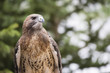 © Dan Kosmayer - red-tailed hawk bird prey perch raptor