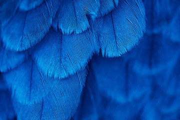plumage background