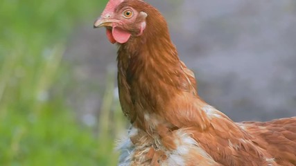 Wall Mural - red chicken on a meadow slow motion video