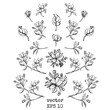 set of branches and apple flowers. Flower set: Sketch of blossoming Apple tree branch. element for your design. 