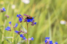 Hornet On A Blue Flower In The Field