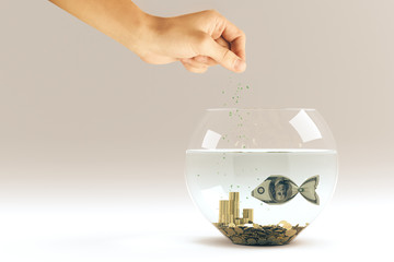 hand feed dollar fish