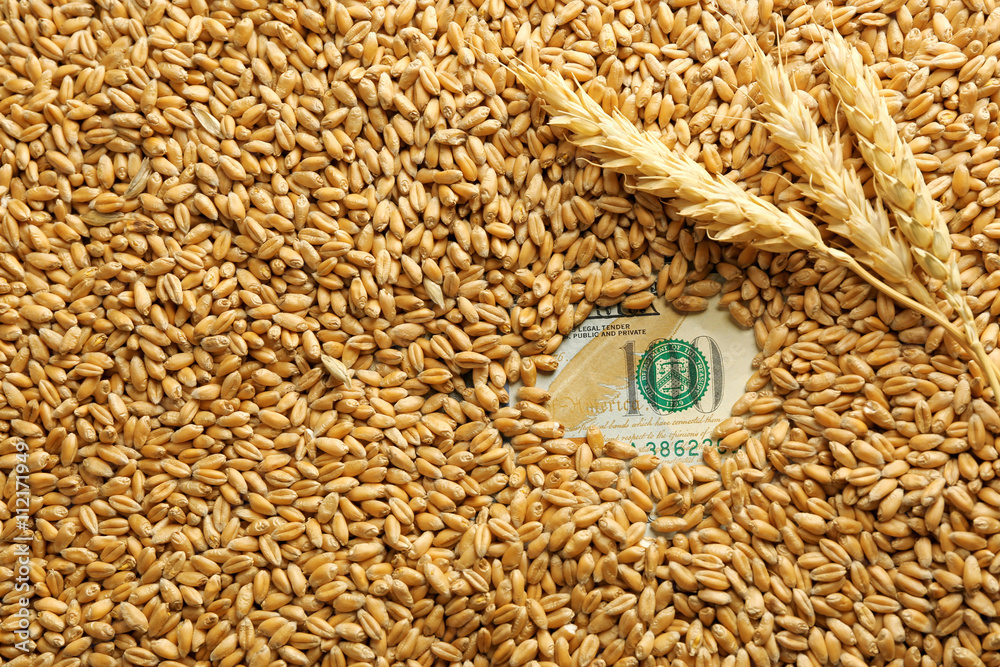 Dollar banknote and wheat grains. Agricultural income concept