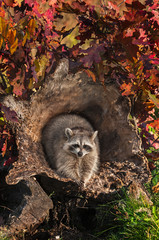 Wall Mural - raccoon (procyon lotor) looks out from inside log