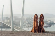 Two Happy Irish Setters At The Viewpoint In Vladivostok, Russia