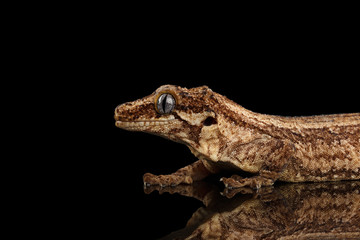 Wall Mural - Closeup Gargoyle Gecko, Rhacodactylus auriculatus in profile, staring Isolated on black background. Native to New Caledonia