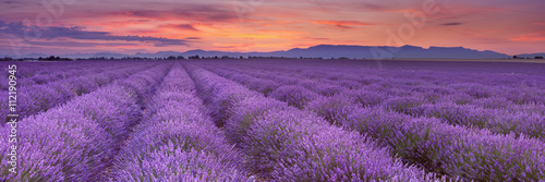 Fotografia Sunrise over fields of lavender in the Provence, France