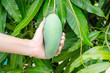 fresh mango in hand
