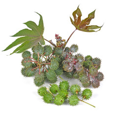 Castor oil plant on white background