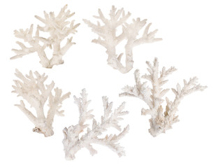 Wall Mural - set of five light coral branches on white