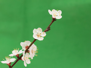 Wall Mural - apricot flowers on a branch on a green background