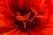 nature abstract background of macro shot of red poppy