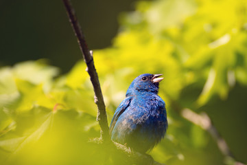 Wall Mural - Indigo bunting in a tree