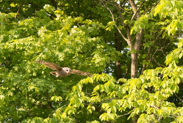 Sticker - Barred owl in flight in the woods