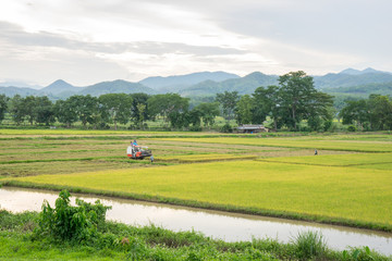 Wall Mural - Rice field and farming