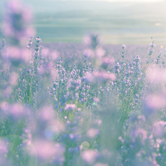 Wall Mural - field of lavender flowers at sunset in summer selective focus