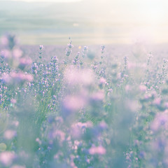 Poster -  field of lavender flowers at sunset in summer selective focus