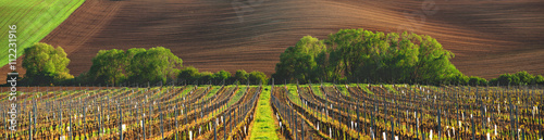Fotografía France vineyard in the evening