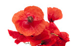 Fototapeta Dmuchawce - red poppy isolated
