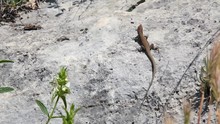 Lizard On A Rock