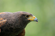 © focuslandkind - Porträt eines Wüstenbussards vor grünem Hintergrund