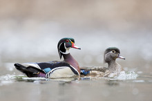 Male And Female Wood Ducks Photographed At Valley Green Inn At WIssahickon Valley Park Near Philadelphia, PA.