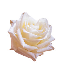 White Rose On A White Background.
