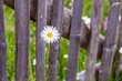 Vorwitziger Blütenkopf einer Margerite streckt sich durch den Gartenzaun
