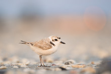 A Small Cute Snowy Plover Stands On A Shell Covered Beach As The Dawn Sunlight Begins To Shine On It.