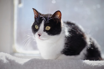 Black-and-white cat sits at a window in sunshine.