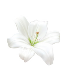 Wall Mural - Photo-realistic Beautiful White Lily Isolated On White Background