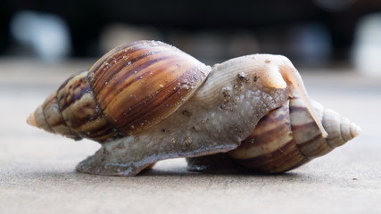 Twin snails.