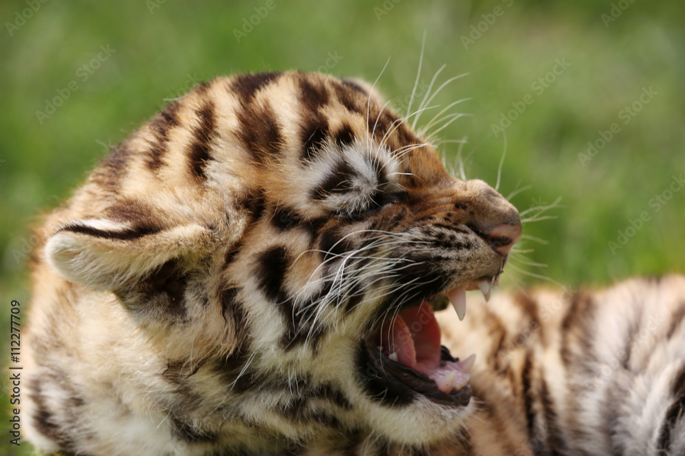 Baby tiger lying on grass