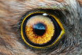 Fototapeta Konie - bird eye