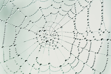 Wall Mural - spider web