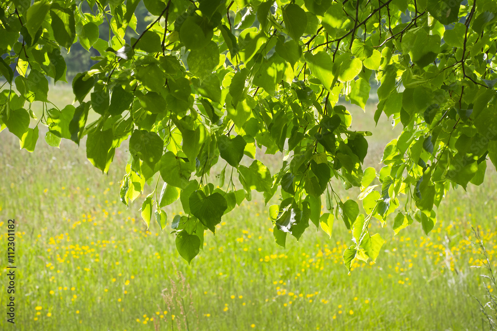 Pod zieloną lipą na tle kolorowej łąki.
Miły widok w parku w słoneczny wiosenny dzień. - obrazy, fototapety, plakaty 