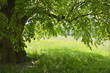 Pod zieloną lipą na tle kolorowej łąki.
Miły widok w parku w słoneczny wiosenny dzień.
