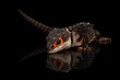 Closeup Red-eyed crocodile skink, tribolonotus gracilis, isolated on Black background