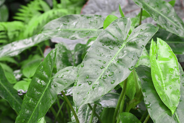Aufkleber - Dewdrop on green leaves