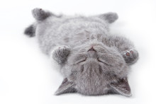 Gray British Fluffy Kitten Lying On His Back (isolated On White)