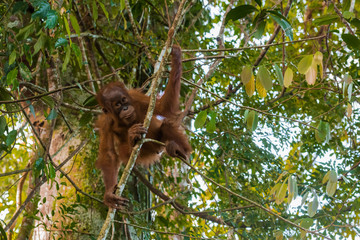 Wall Mural - Young orangutan flexible playfully stood on the small tree at the time of the active games (Sumatra, Indonesia)