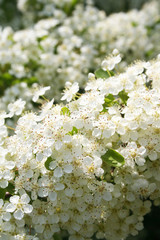 Wall Mural - cespuglio di Pyracantha in fiore. fiori bianchi