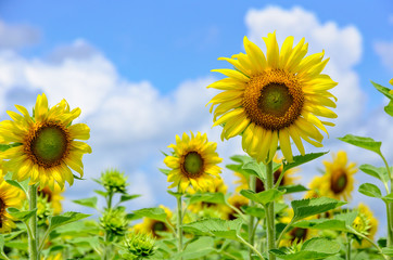 Poster - Many yellow flower of the Sunflower or Helianthus Annuus blooming in the field on blue sky and cloud background