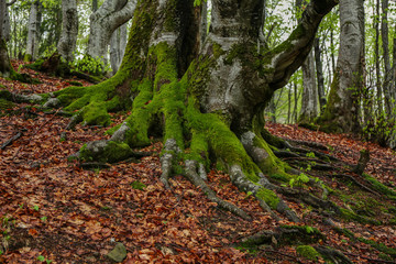 Poster - Tree roots with moss