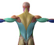 Human anatomy, muscle groups. Torso back.. 3d illustration.
