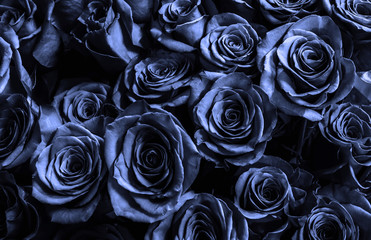 Wall Mural - bark blue roses background.greeting card.