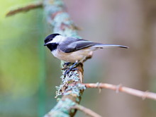 Black Capped Chickadee. Widely Considered Friendly Bird Thanks To Its Oversized Round Head, Tiny Body, And Curiosity About Everything, Including Humans. The Chickadees Black Cap And Bib; 
