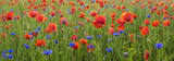 Fototapeta Kwiaty - wiosenna łąka pokryta kwitnącymi kwiatami